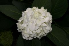 IF