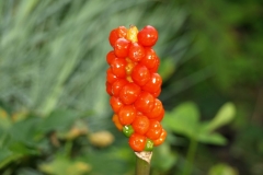IF