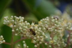 1_DSC_3290