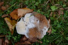 D60_0260