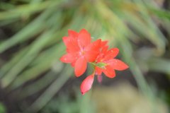 D60_0264