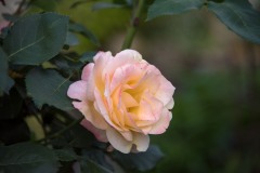 750_5915